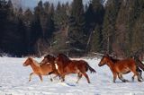 hucuły, Stadnina Koni Huculskich Tabun, Bieszczady