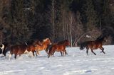 hucuły, Stadnina Koni Huculskich Tabun, Bieszczady