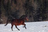 hucuły, Stadnina Koni Huculskich Tabun, Bieszczady