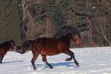 hucuły, Stadnina Koni Huculskich Tabun, Bieszczady