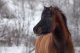 hucuł, hucul pony, Otryt