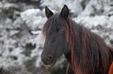 hucuł, hucul pony, stadnina Koni Huculskich Tabun