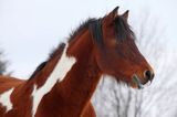 hucuł Jasmon, ogier, hucul pony, stadnina Koni Huculskich Tabun