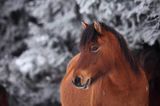 hucuł, klacz, hucul pony, stadnina Koni Huculskich Tabun