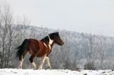 hucuł Jasmon, ogier, hucul pony, stadnina Koni Huculskich Tabun