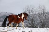 hucuł Jasmon, ogier, hucul pony, stadnina Koni Huculskich Tabun