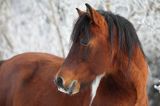 hucuł Jasmon, ogier, hucul pony, stadnina Koni Huculskich Tabun