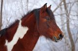 hucuł Jasmon, ogier, hucul pony, stadnina Koni Huculskich Tabun