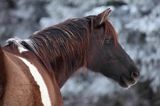 hucuł, hucul pony, stadnina Koni Huculskich Tabun