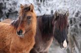 hucuł, hucul pony, stadnina Koni Huculskich Tabun