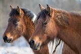 hucuły, hucul pony, portret, Stadnina Koni Huculskich Tabun