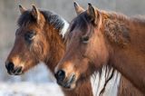 hucuły, hucul pony, portret, Stadnina Koni Huculskich Tabun