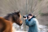 hucuł i fotograf, hucul pony, portret, Stadnina Koni Huculskich Tabun, impresja