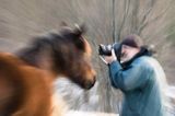 hucuł i fotograf, hucul pony, portret, Stadnina Koni Huculskich Tabun, impresja