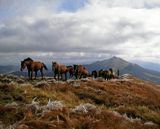 Bieszczady hucuły na połoninie