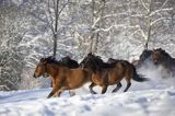 hucuły, Stadnina Koni huculskich Tabun, Bieszczady