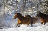 hucuły, Stadnina Koni huculskich Tabun, Bieszczady