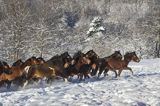 hucuły, Stadnina Koni huculskich Tabun, Bieszczady