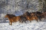 hucuły, Stadnina Koni huculskich Tabun, Bieszczady