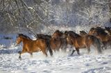 hucuły, Stadnina Koni huculskich Tabun, Bieszczady