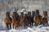 hucuły, Stadnina Koni huculskich Tabun, Bieszczady