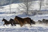 hucuły, Stadnina Koni huculskich Tabun, Bieszczady