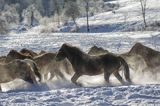 hucuły, Stadnina Koni huculskich Tabun, Bieszczady