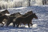 hucuły, Stadnina Koni huculskich Tabun, Bieszczady