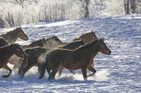 hucuły, Stadnina Koni huculskich Tabun, Bieszczady