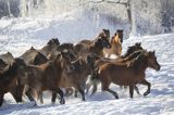 hucuły, Stadnina Koni huculskich Tabun, Bieszczady