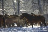 hucuły, Stadnina Koni huculskich Tabun, Bieszczady