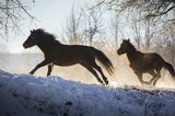 hucuły, Stadnina Koni huculskich Tabun, Bieszczady