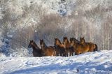 hucuły, Stadnina Koni huculskich Tabun, Bieszczady