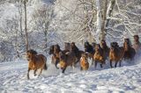 hucuły, Stadnina Koni huculskich Tabun, Bieszczady