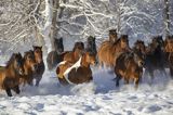 hucuły, Stadnina Koni huculskich Tabun, Bieszczady