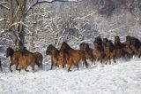 hucuły, Stadnina Koni huculskich Tabun, Bieszczady