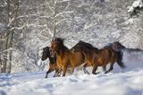 hucuły, Stadnina Koni huculskich Tabun, Bieszczady