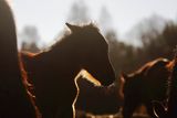 Hucuły, Stadnina Koni Huculskich Tabun