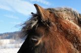 hucuł Otryt w mroźny poranek, Bieszczady