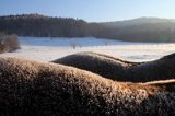 hucuły, grzbiety końskie w mroźny poranek, Bieszczady