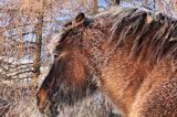 hucuł Otryt w mroźny poranek, Bieszczady