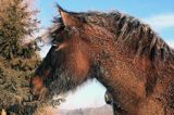 hucuł Otryt w mroźny poranek, Bieszczady