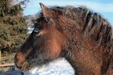 hucuł Otryt w mroźny poranek, Bieszczady