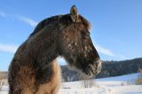 hucuł Wir w mroźny poranek, Bieszczady