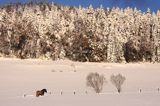 hucuły Otryt i Wir, Bieszczady