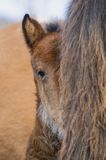 źrebak, hucuły, hucul pony, portret, Stadnina Koni Huculskich Tabun