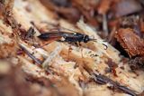 Ichneumon bucculentus, gąsienicznik