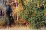 Las jesiennie, o zachodzie słońca, Puszcza Karpacka, impresja