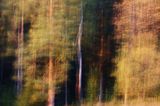 Las jesiennie, o zachodzie słońca, Puszcza Karpacka, impresja