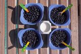 jagody Vaccinium myrtillus blueberry